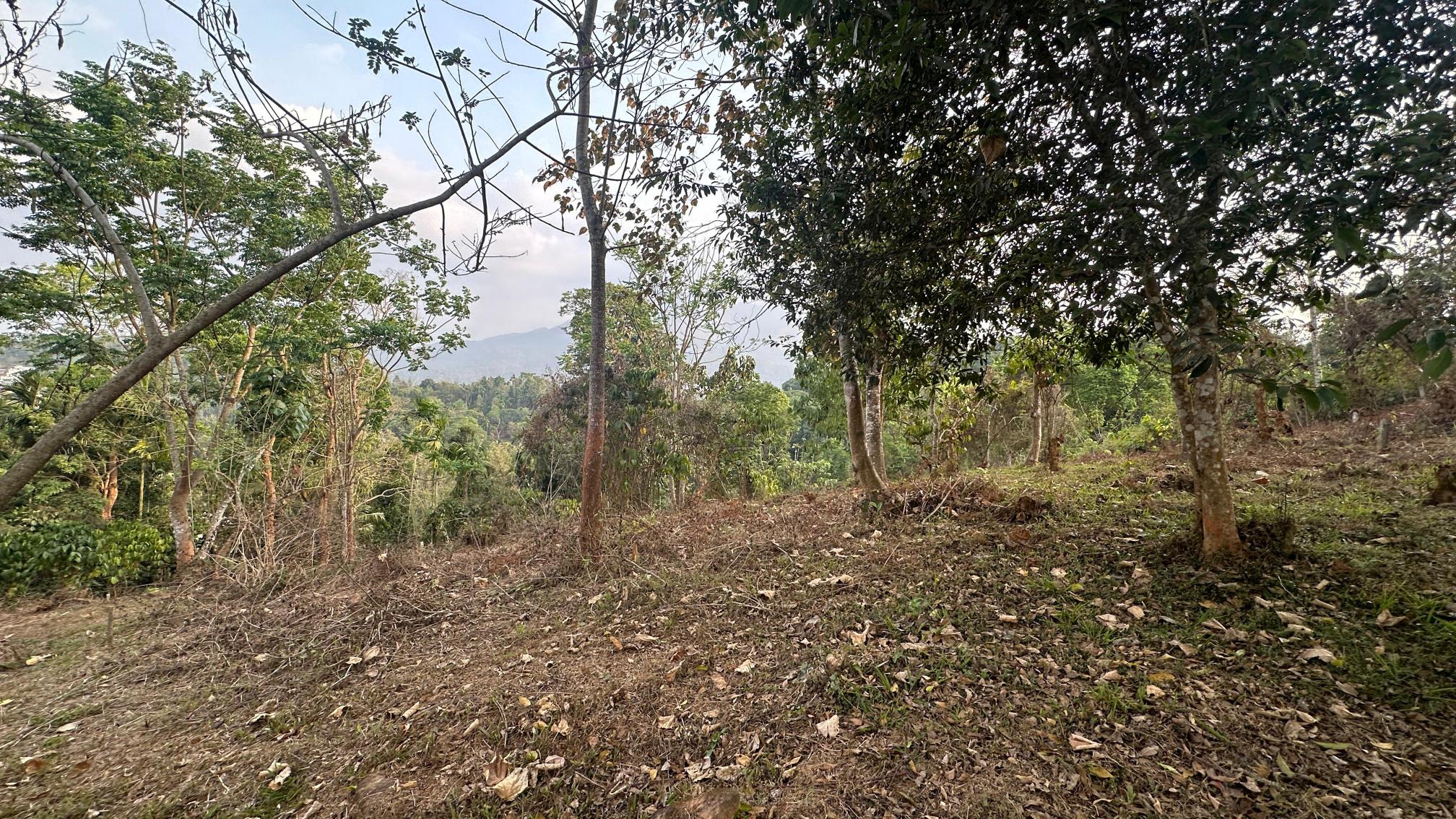64 cent land for sale at kalpetta,wayanad