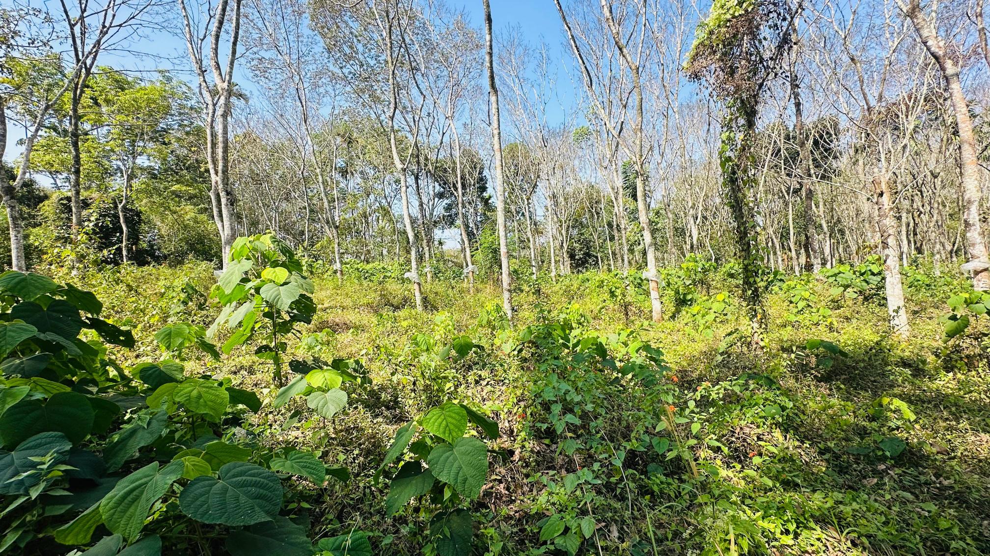 2acre 30 cent with a house