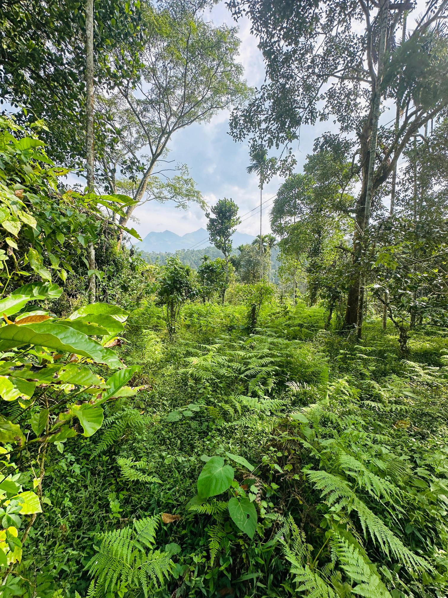 1acre 75 cent for sale at chundale , Wayanad